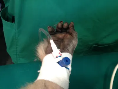 Przychodnia Weterynaryjna Rex M. Orzelski D. Różańska sp.j.